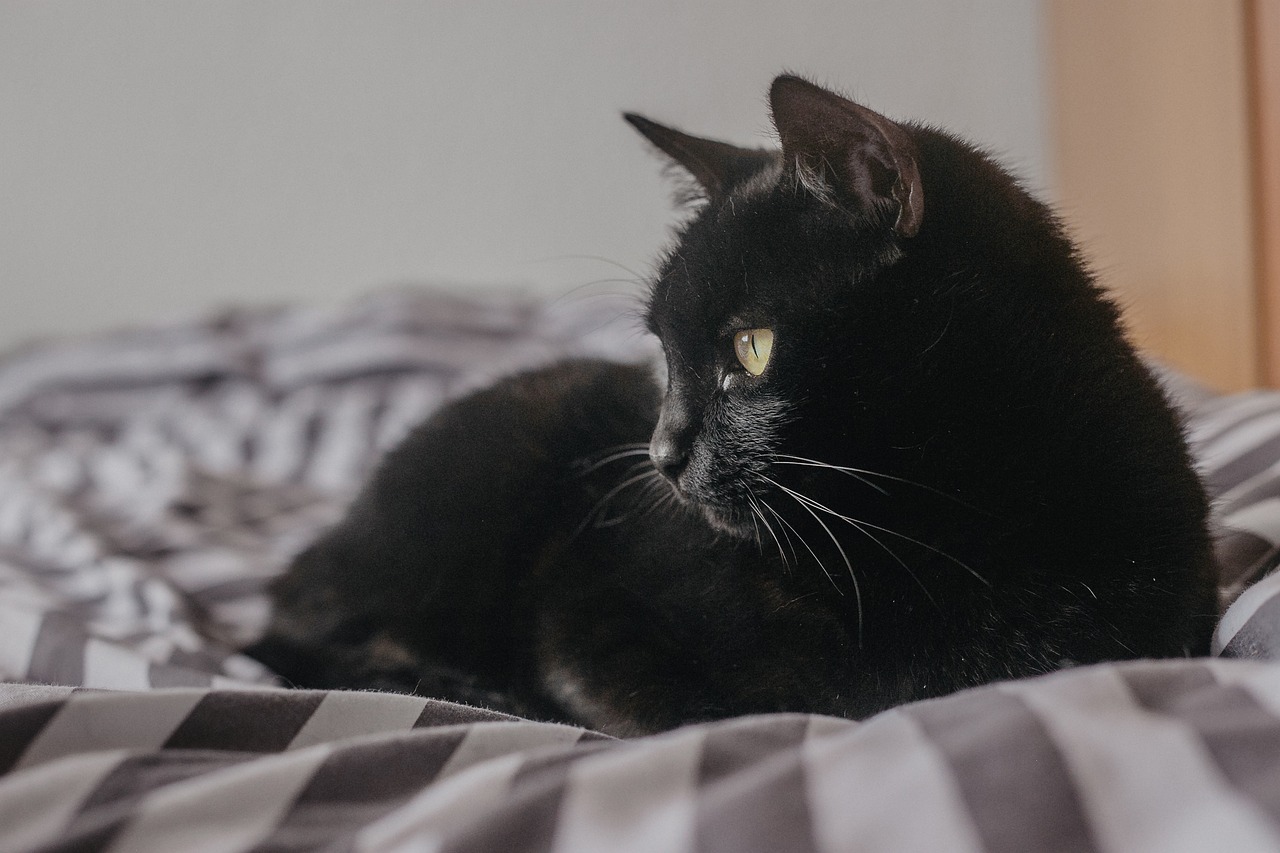 The Importance of Routine in Senior Cat Care